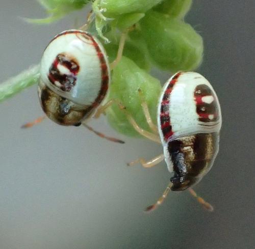 Piezodorus lituratus